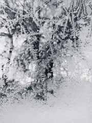 frost
