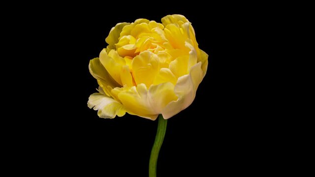 Yellow tulip opening time lapse on black background, alpha channel. macro shooting. on black background, Spring time, Happy Mothers Day, Valentine's Day, easter, 4k.