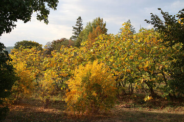 Naklejka premium Paysage automnal à Vaison la romaine