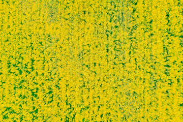 Aerial View. Agricultural Landscape With Flowering Blooming Rapeseed, Oilseed In Field Meadow In Spring Season. Blossom Of Canola Yellow Flowers. Beautiful Rural Natural Background