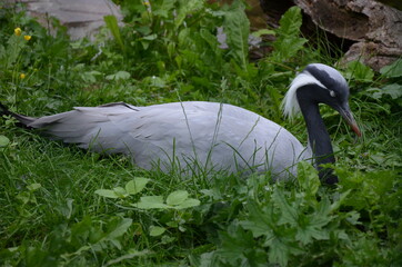 grey heron in Frankfurt am Main zoo