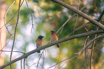 The red-tailed bird sits on a branch in the forest against the background of birches.