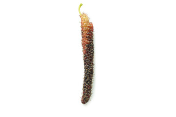 Taiwan mulberry fruit isolated on the white background