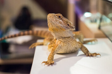 Detail of Bearded dragon (pogona) on the floor exploring the flat