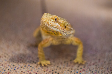 Detail of Bearded dragon (pogona) on the floor exploring the flat