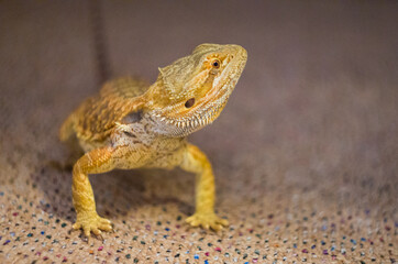 Detail of Bearded dragon (pogona) on the floor exploring the flat