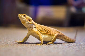 Detail of Bearded dragon (pogona) on the floor exploring the flat