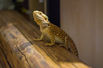 Detail of Bearded dragon (pogona) on wooden beam looking curiously