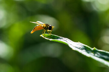 Northern Plushback syrphid fly along the nature trail