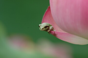 蓮の花の上のカエル