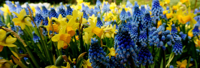 Blue and yellow spring flowers
Daffodils and grape hyacinths are always a good combination. Yellow narcissus. Blue muscari.
