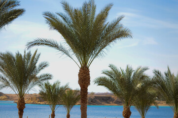 Obraz premium Tops of palm trees in egypt against the backdrop of the Red sea and mountains