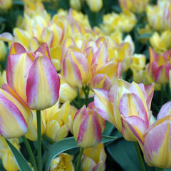 Pink-yellow-white colored tulips with yellow tulips in the background. It's springtime
