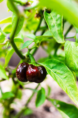 close-up of capsicum plant with mini bell peppers outdoor