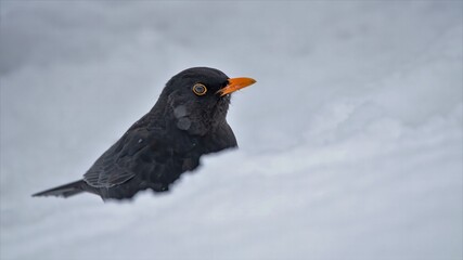 Amsel, bird, natur, tier, amsel, wild lebende tiere, schnee, schnabel, black, auge, wild