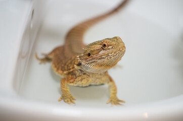 Bearded dragon (Pogona vitticeps) taking a bath in a sink