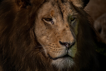 löwe, tier, katze, wild lebende tiere, mähne, wild, könig, natur,