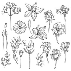 Garden flowers. Vector illustration.