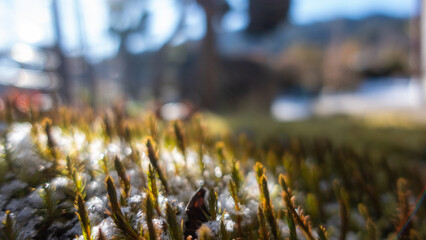 積雪から生える苔。