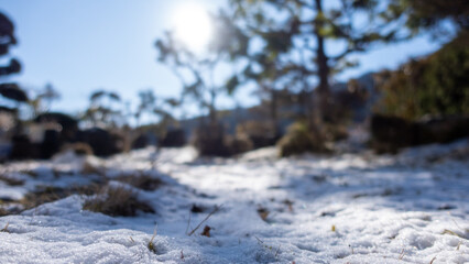 積雪から生える雑草