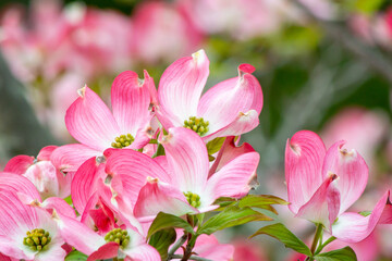 Obraz premium ハナミズキの花