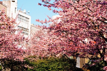 熱海糸川沿いに咲くあたみ桜