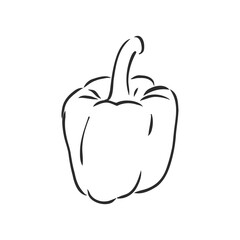 Sweet pepper. Vector hand drawn vegetables isolated on white background. bell pepper, vector sketch illustration