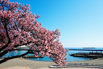 海岸に植えられたあたみ桜と熱海サンビーチ