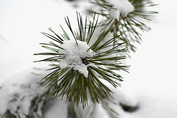 pine branch with green needles in the snow