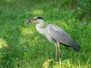 アオサギの食事