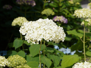 (Hydrangea arborescens) Smooth or wild hydrangea, a small mound-shaped, multi-stemmed shrub with clusters flat-topped of delicate greenish-white flowers