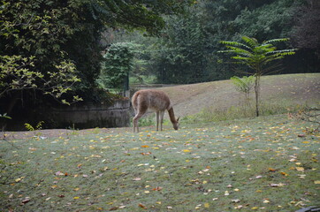 Llama lama in the Frankfurt zoo outdoors