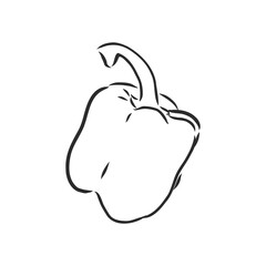 Sweet pepper. Vector hand drawn vegetables isolated on white background. bell pepper, vector sketch illustration
