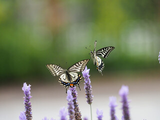 アゲハチョウの飛翔