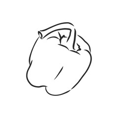 Sweet pepper. Vector hand drawn vegetables isolated on white background. bell pepper, vector sketch illustration