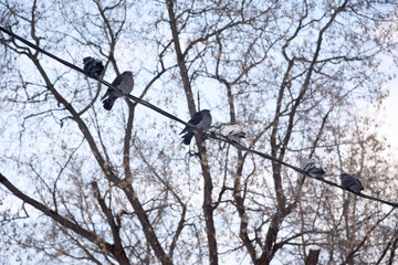A flock of pigeons