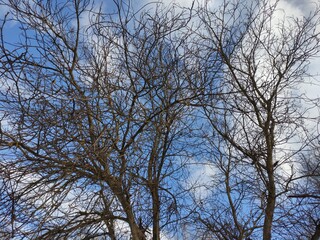trees and sky