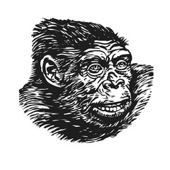 Gorilla head. Hand drawn sketch drawing. Vector