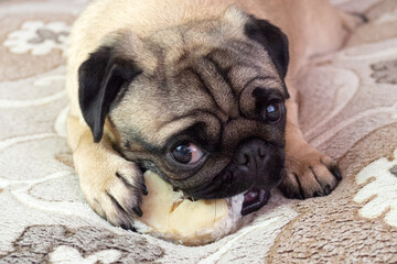 funny pug dog gnaws and eating bone at home, doggy delicious treat