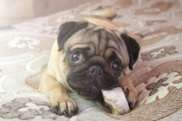 funny pug dog gnaws and eating bone at home, doggy delicious treat