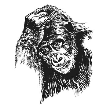 Gorillas portrait. Sketch drawing. Vector