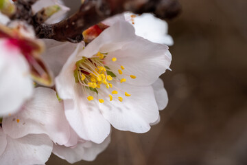 Almond blossom, blossom in spring
