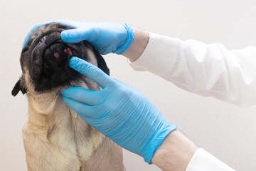 Veterinary doctor in medical gloves examines the dog head wounds. pug dog with red inflamed wounds...