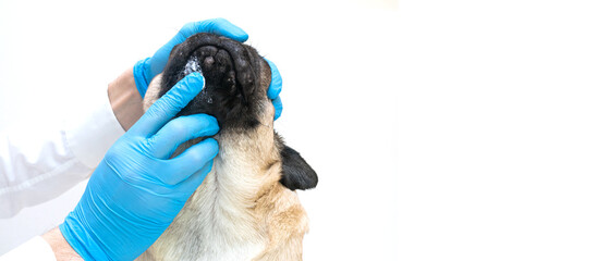 Veterinary doctor in medical gloves lubricates the dog wounds with ointment. pug dog with red...