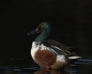 Northern shoveler , Anas clypeata
