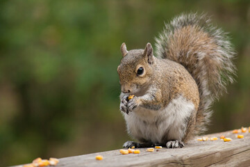 Closeup of squirrel eating on a rail © Brett Ossman