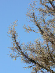 bare branches of coniferous trees, curved upward against the blue sky