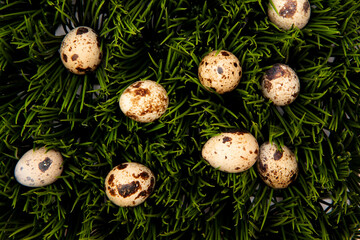 quail eggs in green grass flatly close up