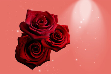 Fototapeta na wymiar three red roses on pink background with light effects