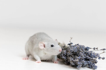 A cute gray decorative rat sits next to a dry lavender bouquet. Aromatherapy. Rodent close-up.